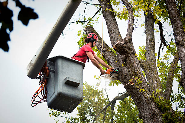 Tree and Shrub Care in Round Lake Beach, IL